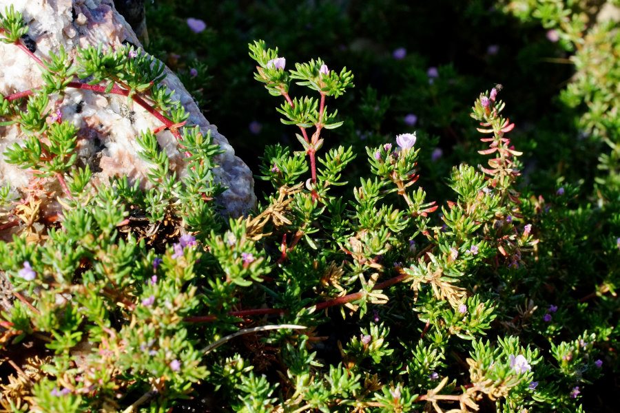 Frankenia laevis / Erba-franca legnosa